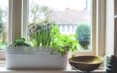 Enhancing Life at Avamere: Cultivating an Indoor Herb Garden