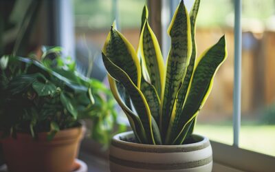 Greener Inside: Elevate Your Space with Indoor Plants